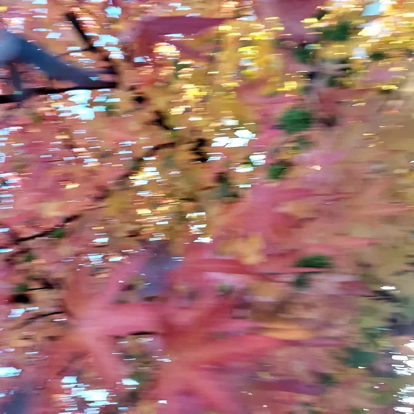 Flora