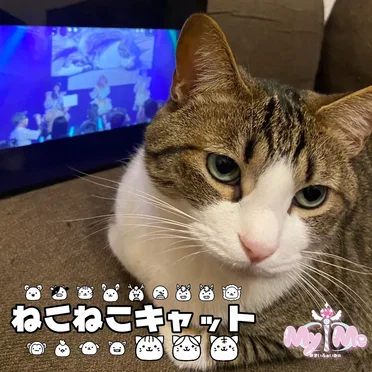 ねこねこキャット