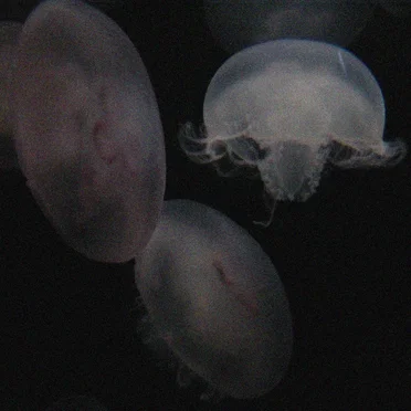 indeterminate dreams mix