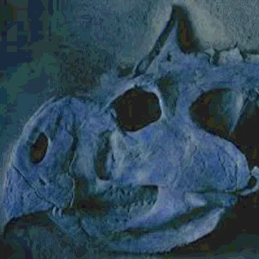 Protoceratops