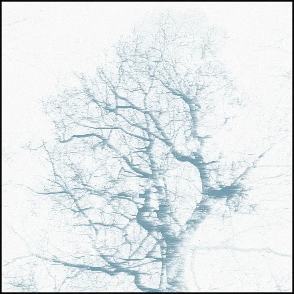 Branches