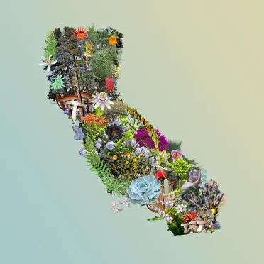California Local Flora