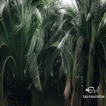 Evil Tarraxinha