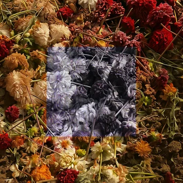 Dead Flowers by Dark Narrows - album cover