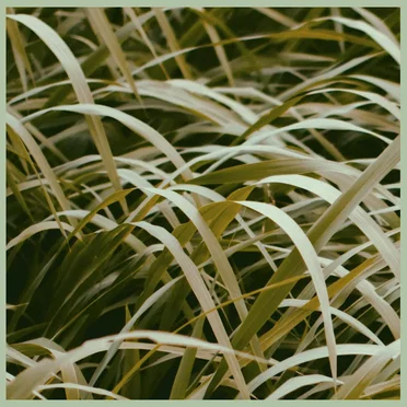 绿 (Green) by 光淵 (Pool of Light) - album cover