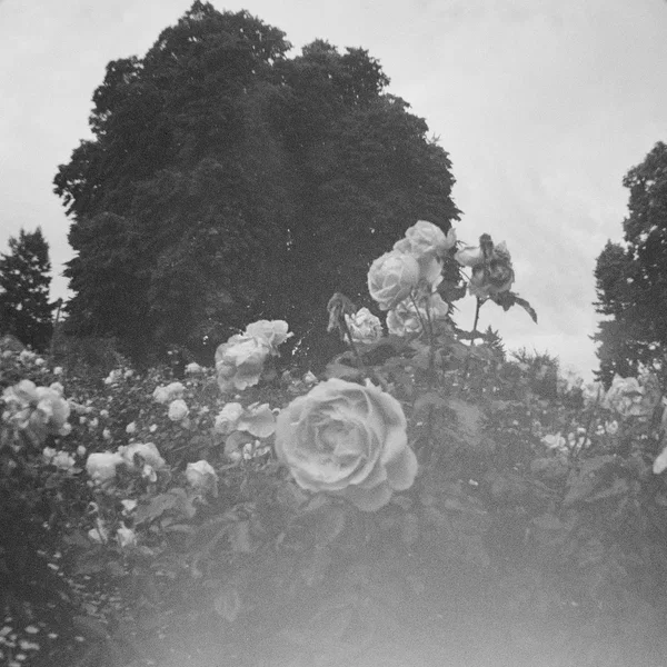 A Thousand Thoughts in the Mind of Angels