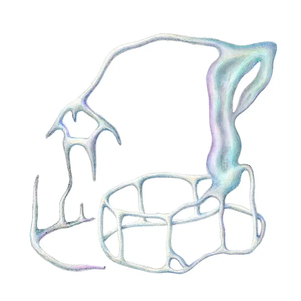 Bones