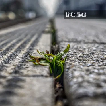 Little Misfit