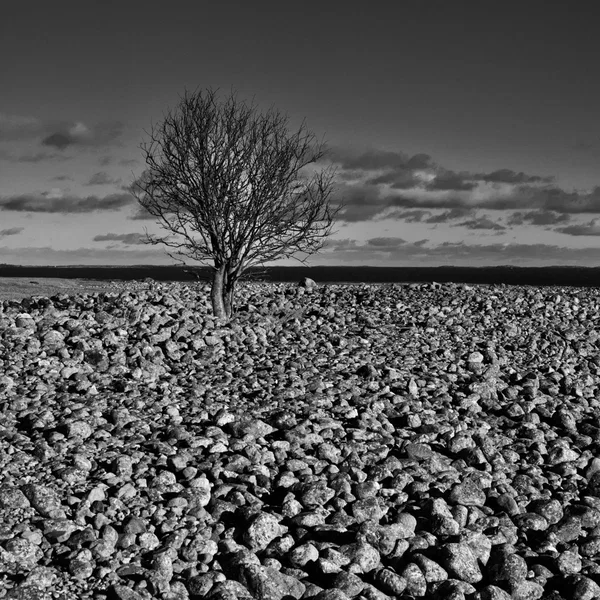 Ambient Experimentations: Archipelago Recordings With Gong