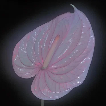 Holy Palm by Flora Yin-Wong - album cover