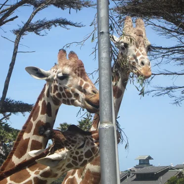 Mother's Day Weekend 2021: Mother's Day