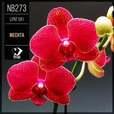 Mechta by Lenz (DE) - album cover