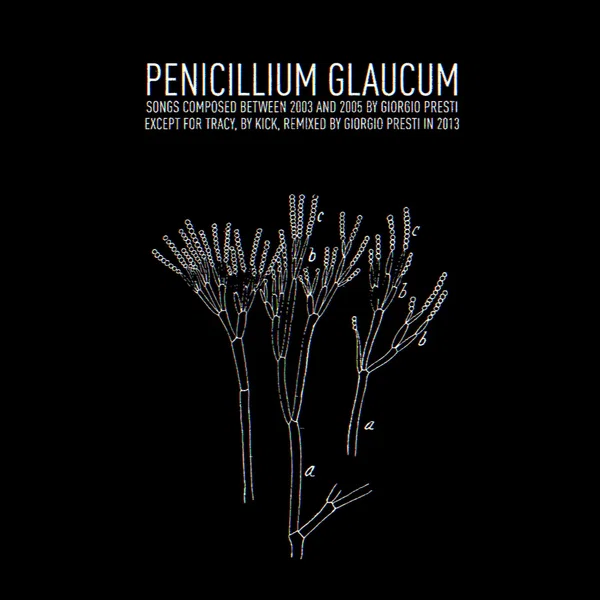 Penicillium Glaucum