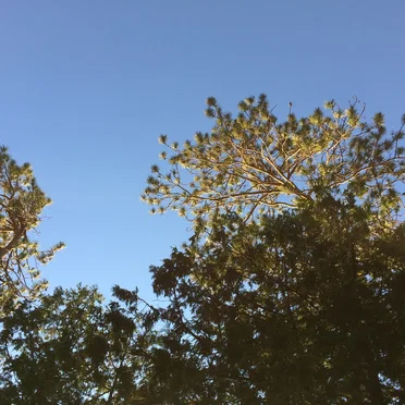 Dictionary Winds