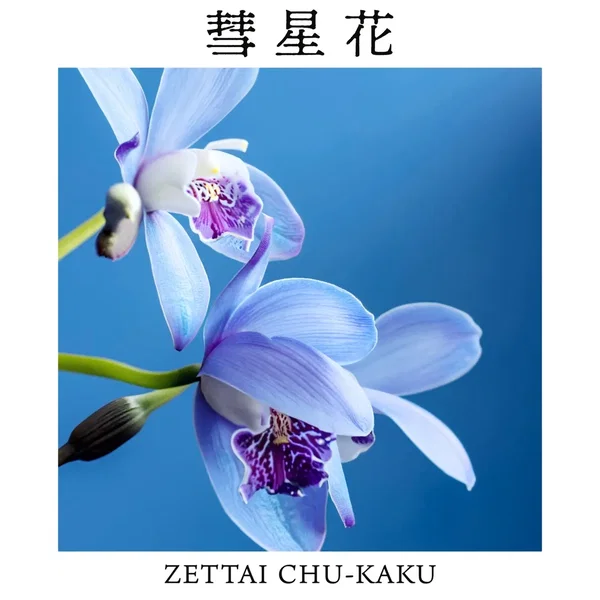 彗星花