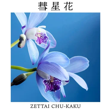 彗星花