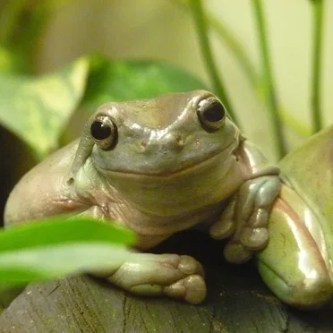 Litoria caerulea
