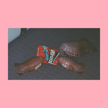 feed you doritos by OVXX - album cover