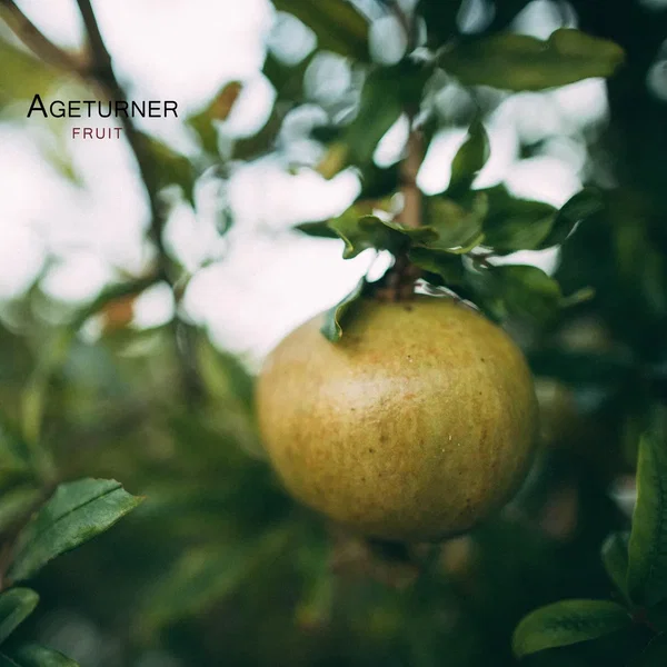 Fruit