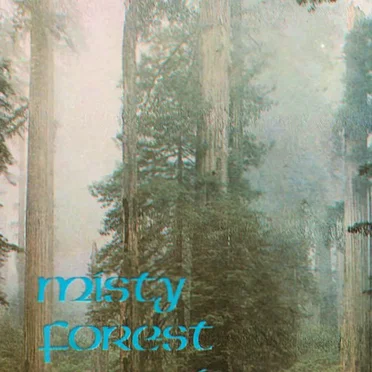 Misty Forest Morning