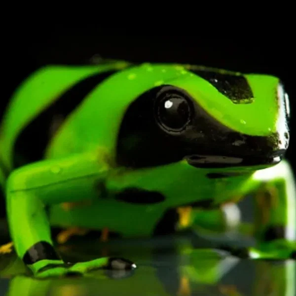 no logical explanation