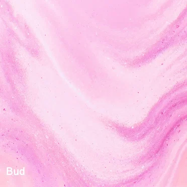 Bud by Tatsuhiro Miyazawa - album cover