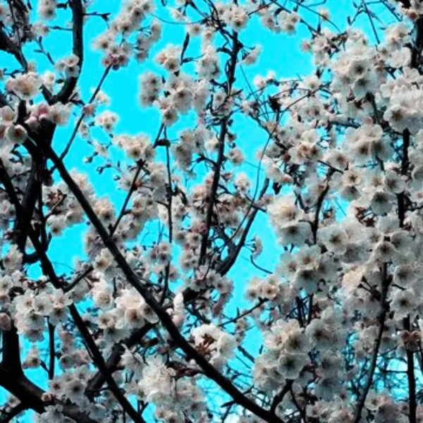 The Arrival of Spring