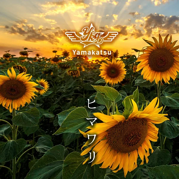 ヒマワリ
