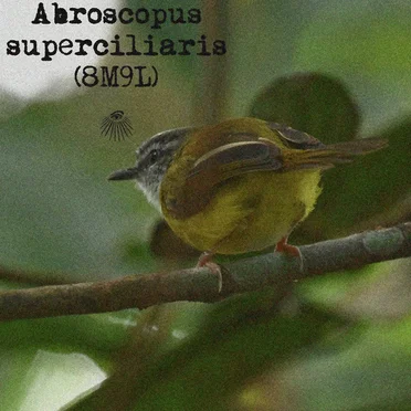 Abroscopus superciliaris