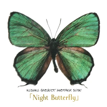 Night Butterfly