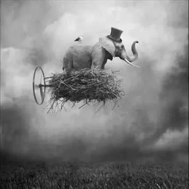 Don't forget to fly