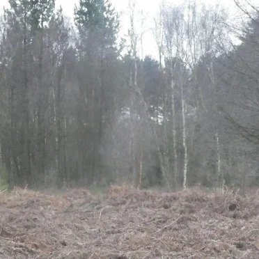 pale into significance