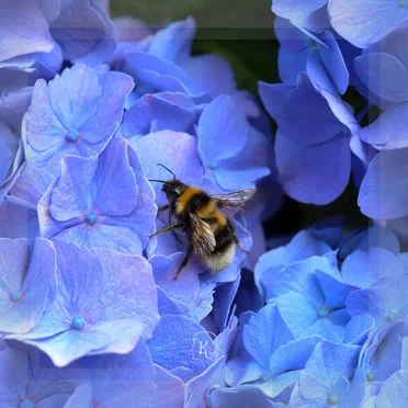 Pollen