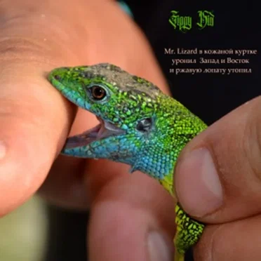 Mr. Lizard в кожаной куртке уронил запад и восток и ржавую лопату утопил