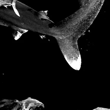 Necrotik Fissure / The Rita