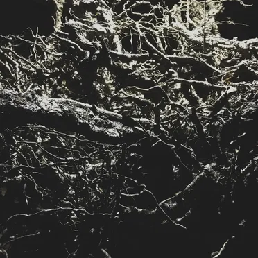 Music for the Observation Tree