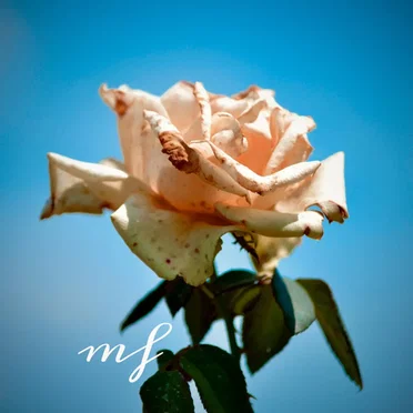 All for Me by Mon Floral - album cover
