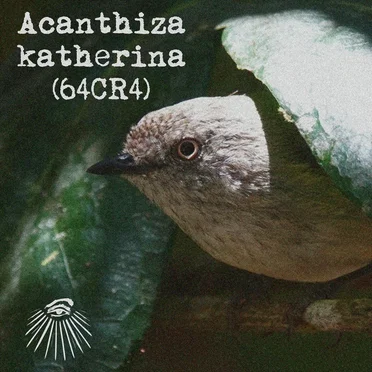 Acanthiza katherina
