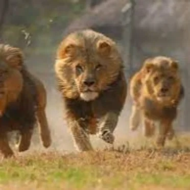 Tribe Of Lions