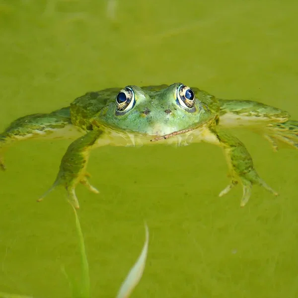 🐸