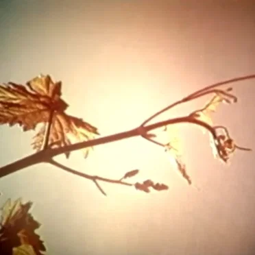 Antología del Sol