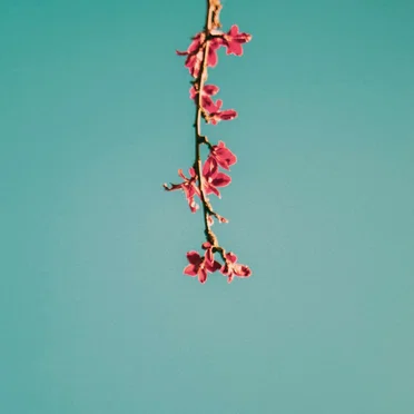 Blossoming Reverie