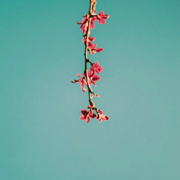 Blossoming Reverie