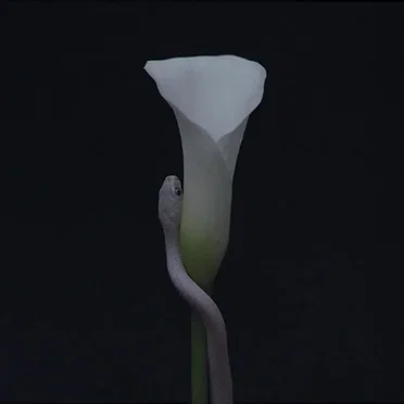 Parrhesia