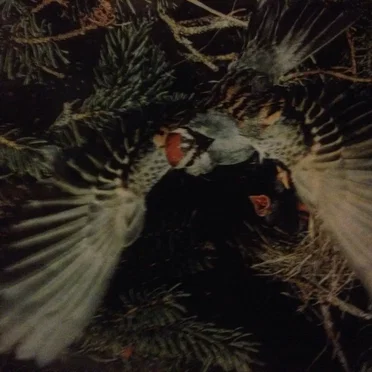 blue nest of larks that die