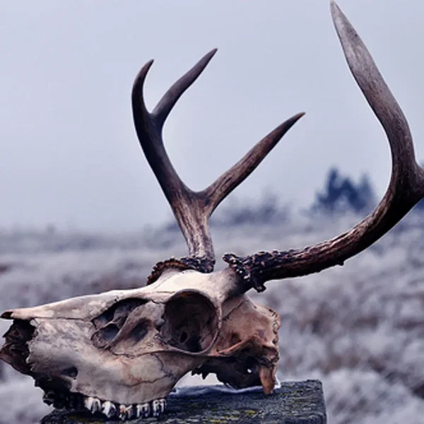 Frostfangs