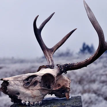 Frostfangs