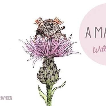 A Maybug