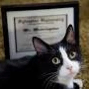 Weekend at meowingtons