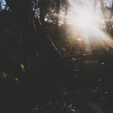 Forest Drone
